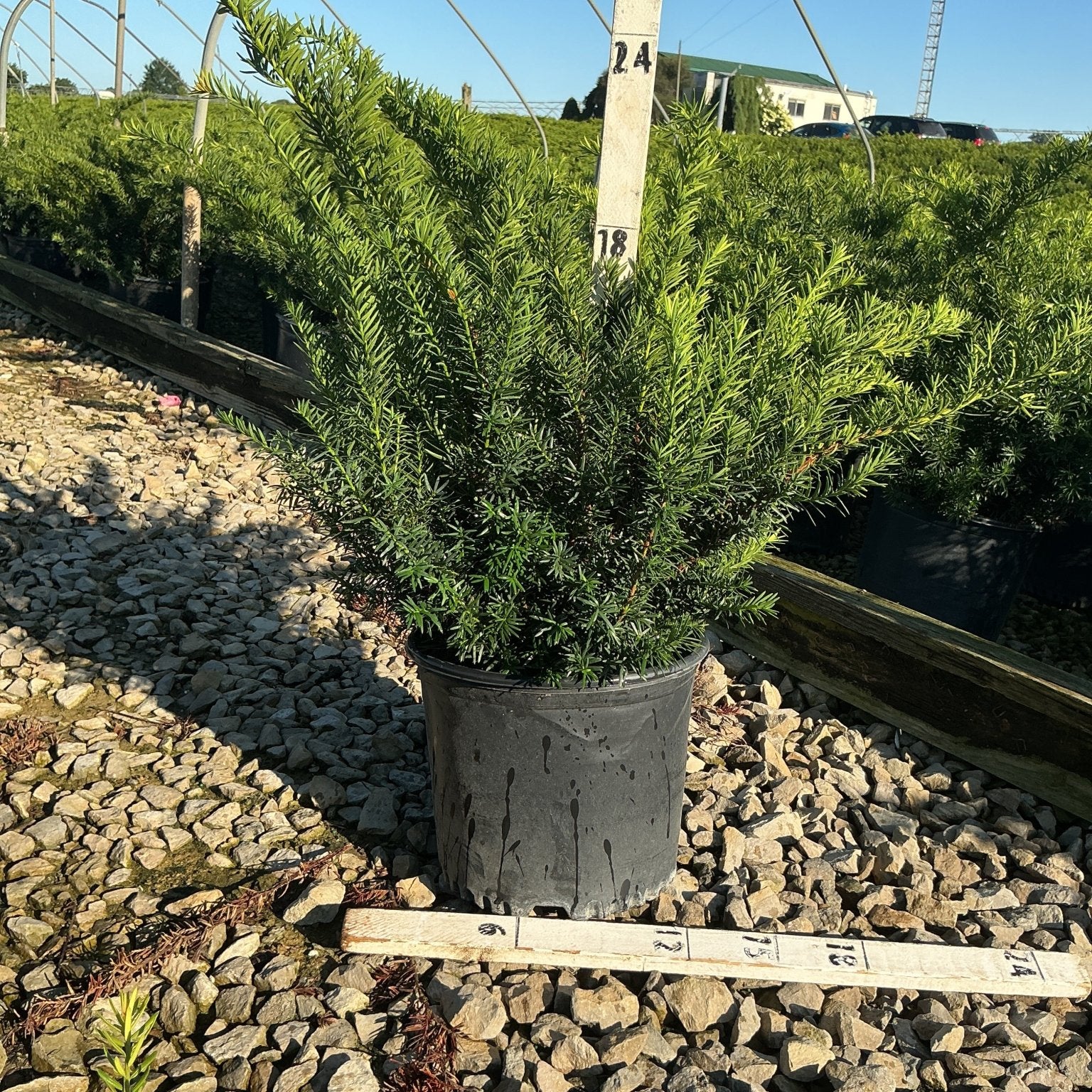 Densiformis Yew shrub in a #3 container showing dense dark green needle foliage at a nursery grow yard.