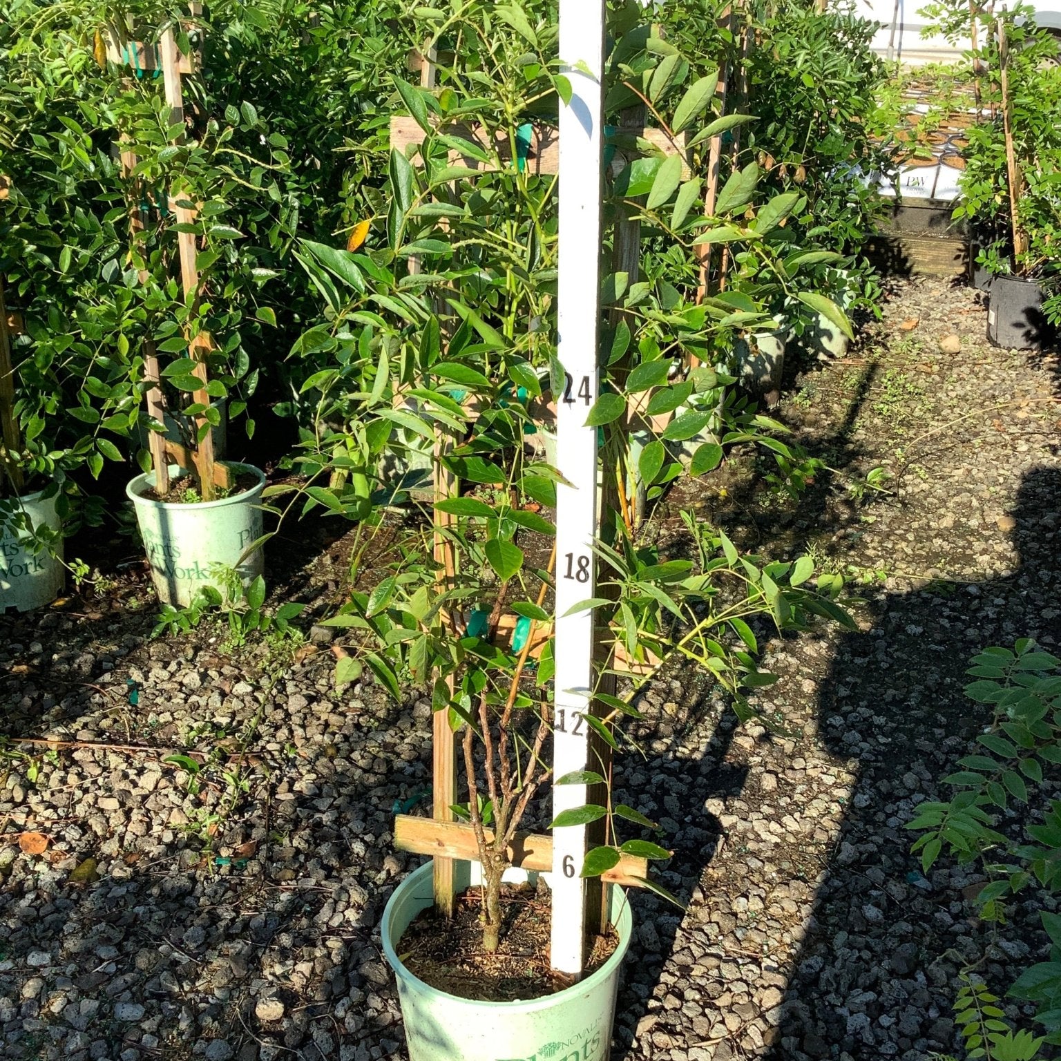 Blue Moon Wisteria vine in a #2 container with trellis support, showing lush green foliage reaching about 36 inches tall.