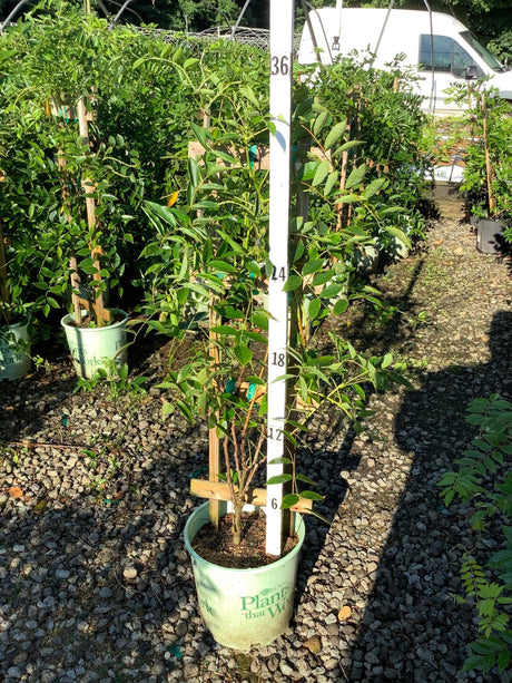 Blue Moon Wisteria vine in a #2 container with trellis support, showing lush green foliage reaching about 36 inches tall.
