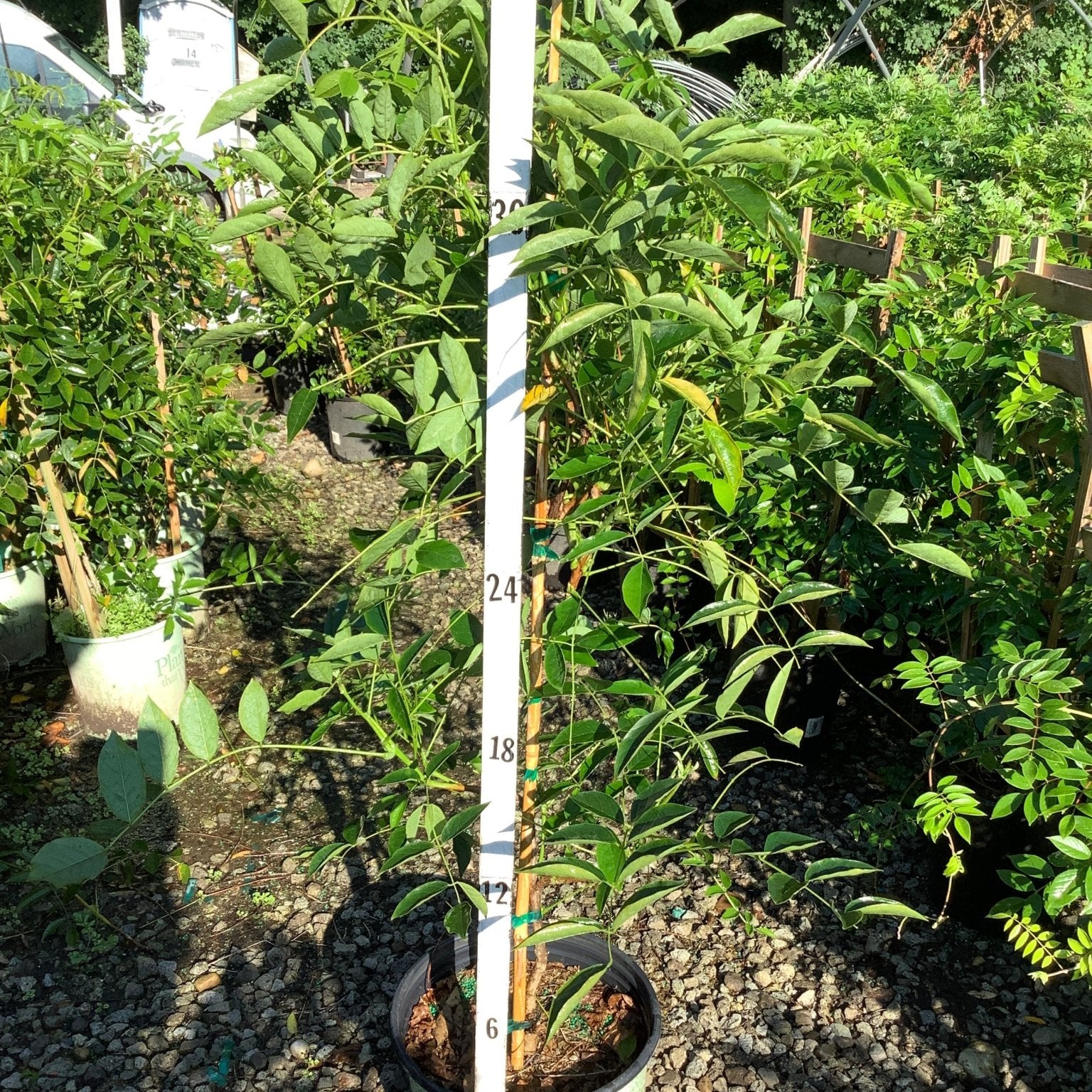 Blue Moon Wisteria vine in a #3 container on a trellis, showing lush green foliage at approximately 30 inches tall.