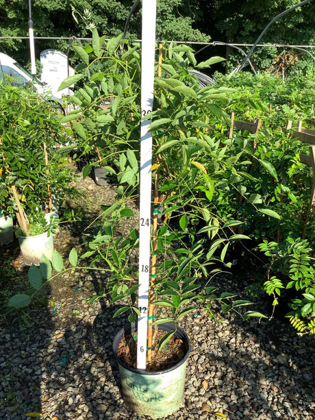 Blue Moon Wisteria vine in a #3 container on a trellis, showing lush green foliage at approximately 30 inches tall.