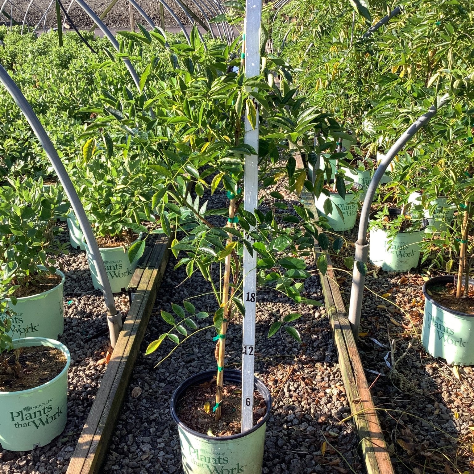 Blue Moon Wisteria Vine in a #3 container tree form, staked and growing at a nursery greenhouse.