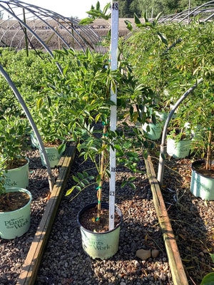 Blue Moon Wisteria Vine in a #3 container tree form, staked and growing at a nursery greenhouse.