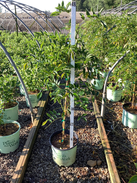 Blue Moon Wisteria Vine in a #3 container tree form, staked and growing at a nursery greenhouse.