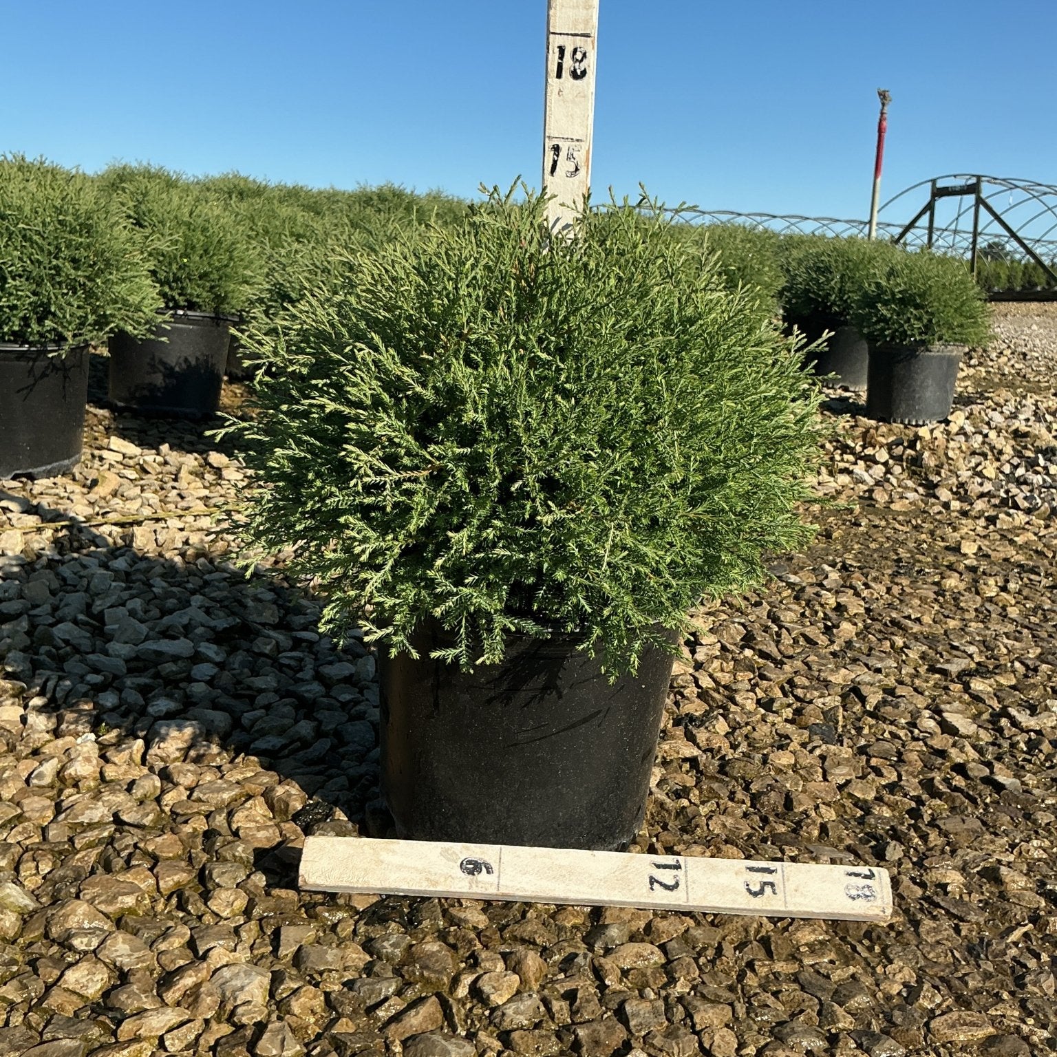 Mr. Bowling Ball Arborvitae in a #3 container displaying dense rounded green foliage at a nursery.