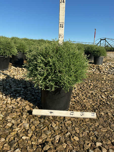 Mr. Bowling Ball Arborvitae in a #3 container displaying dense rounded green foliage at a nursery.