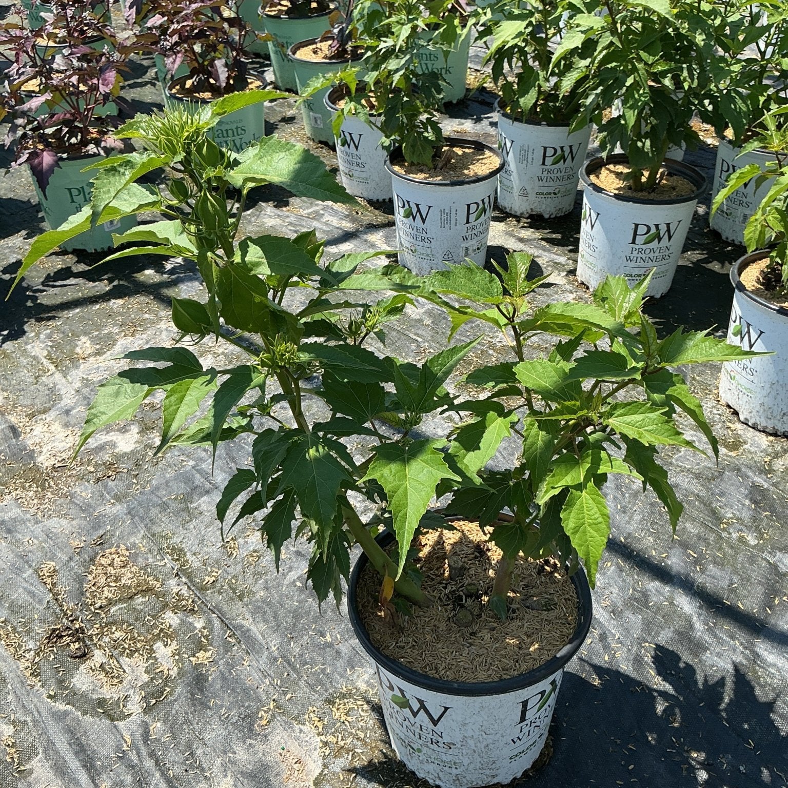 Summerific Ballet Slippers Rose of Sharon in Proven Winners #2 containers at a nursery, showing lush green foliage before bloom.