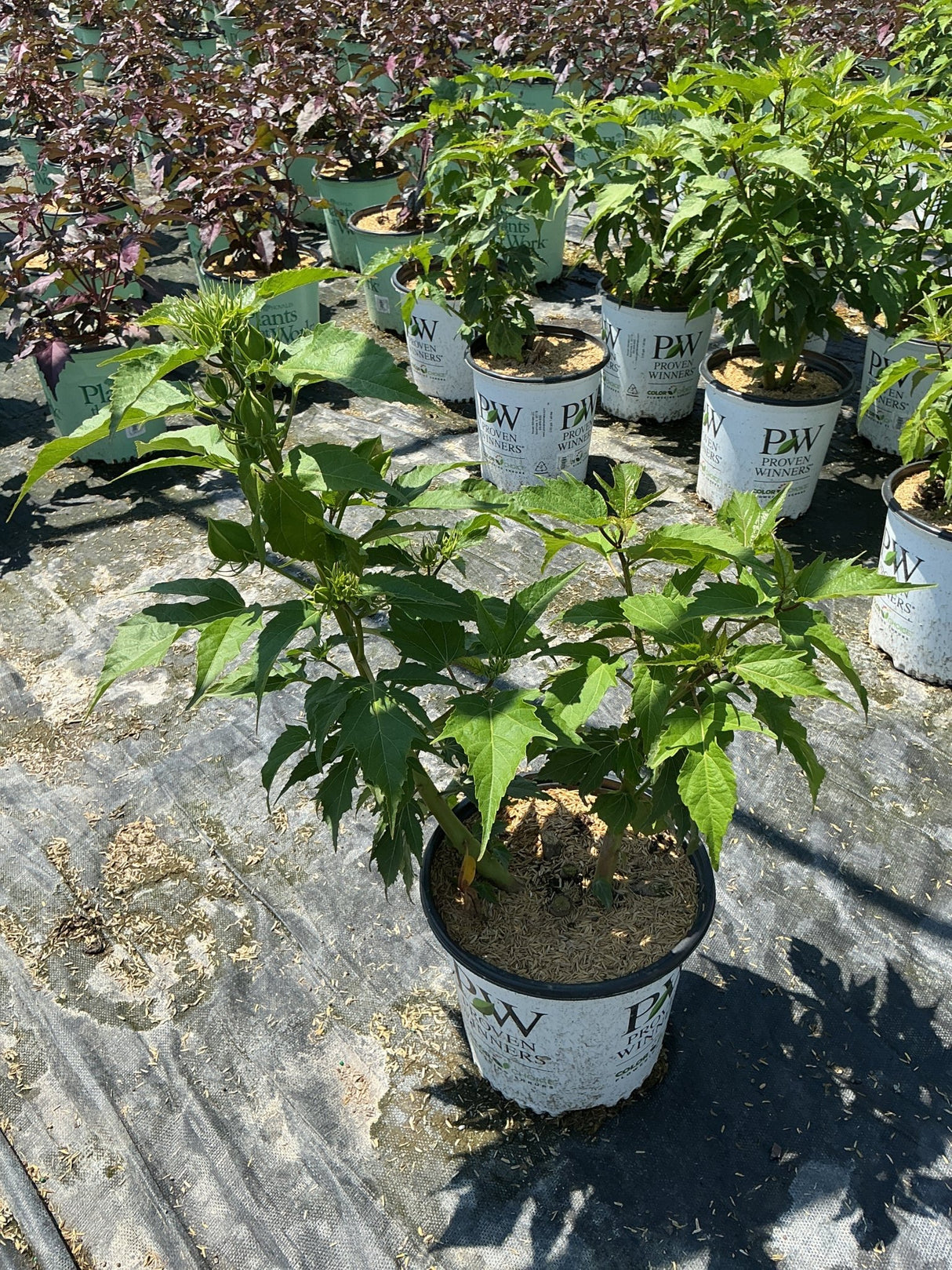 Summerific Ballet Slippers Rose of Sharon in Proven Winners #2 containers at a nursery, showing lush green foliage before bloom.