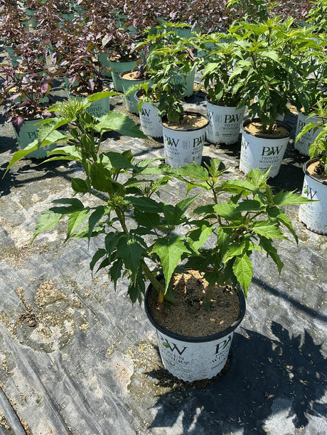 Summerific Ballet Slippers Rose of Sharon in Proven Winners #2 containers at a nursery, showing lush green foliage before bloom.