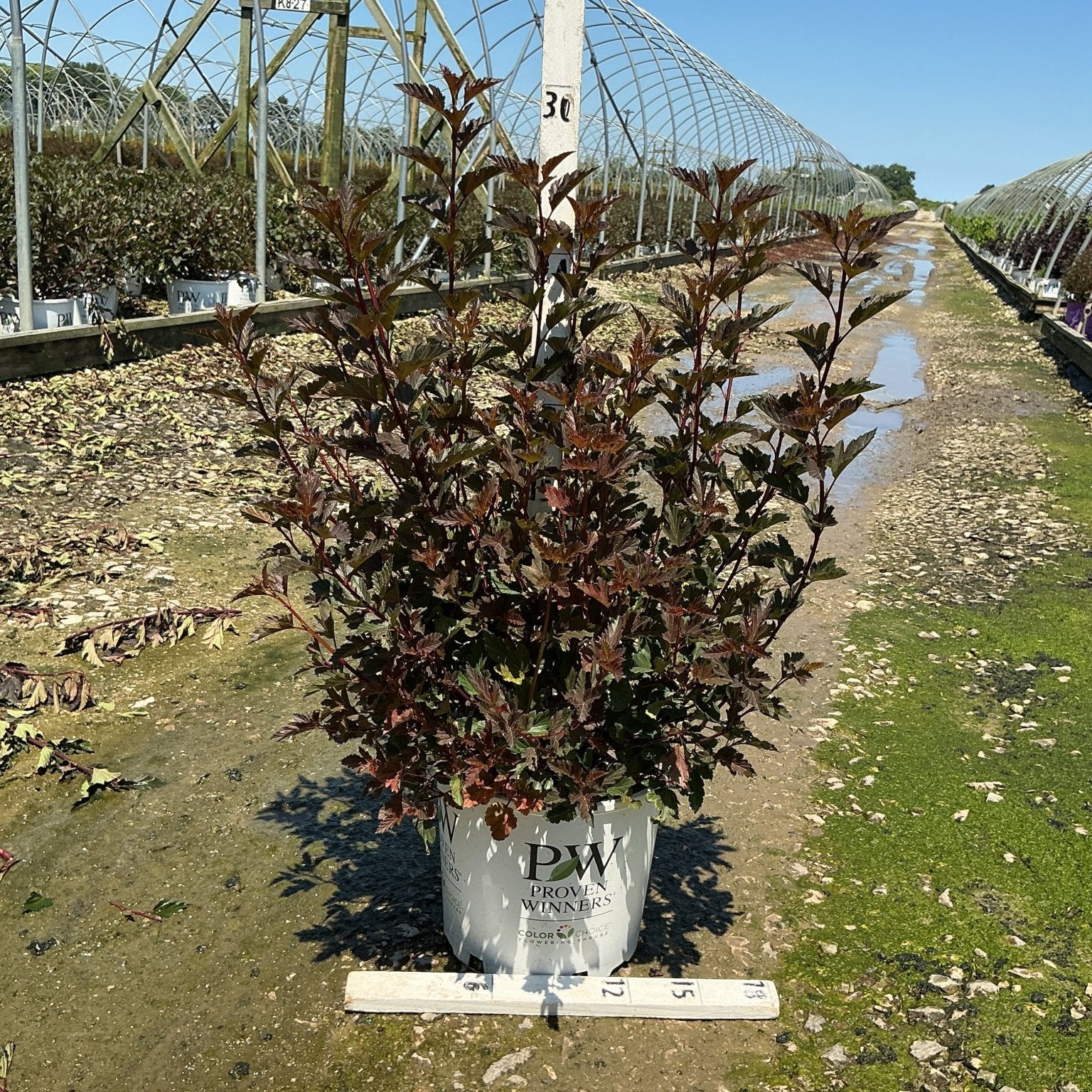 Summer Wine Ninebark shrub with deep burgundy foliage growing in a Proven Winners #3 container at a nursery.