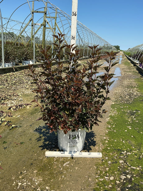 Summer Wine Ninebark shrub with deep burgundy foliage growing in a Proven Winners #3 container at a nursery.