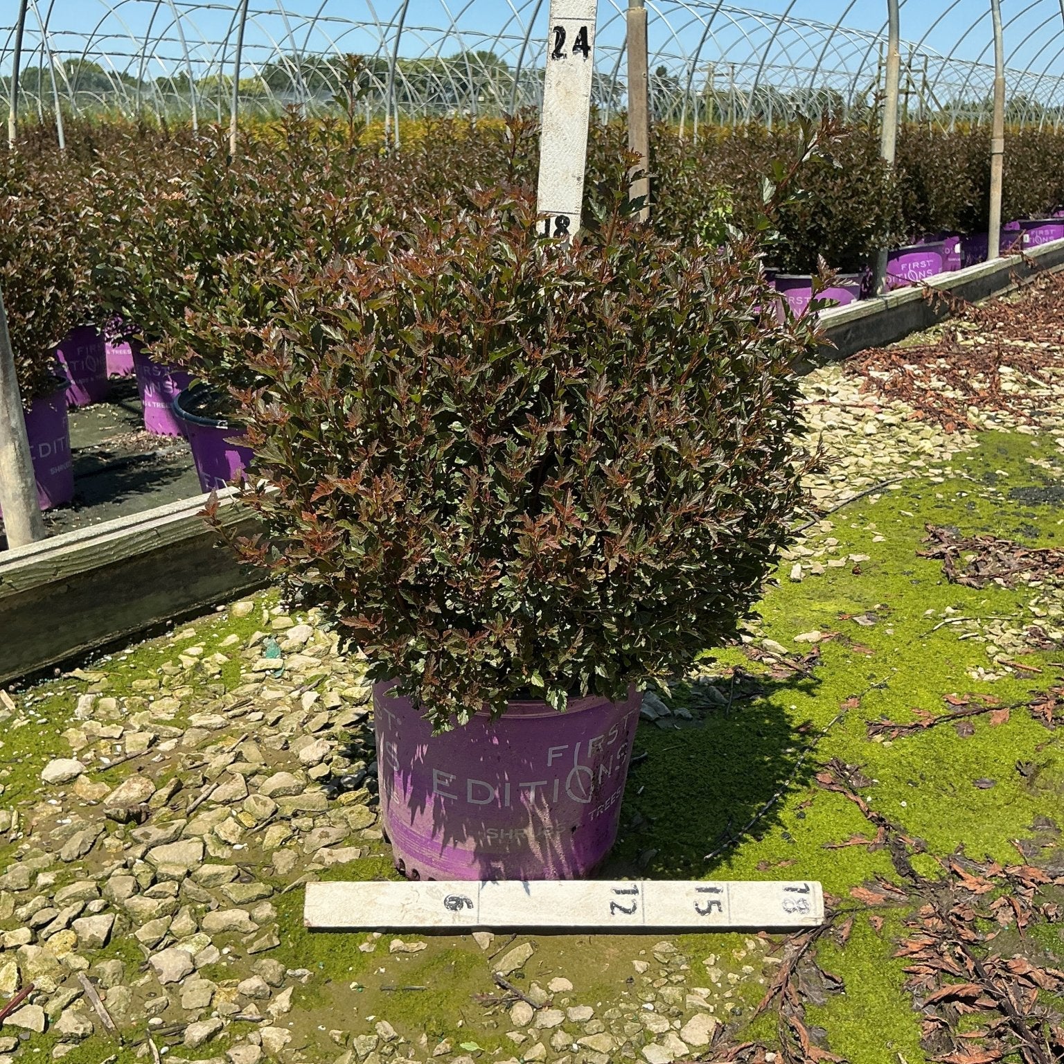 Little Devil Ninebark shrub in a #3 container showing dense burgundy foliage at a nursery growing facility.
