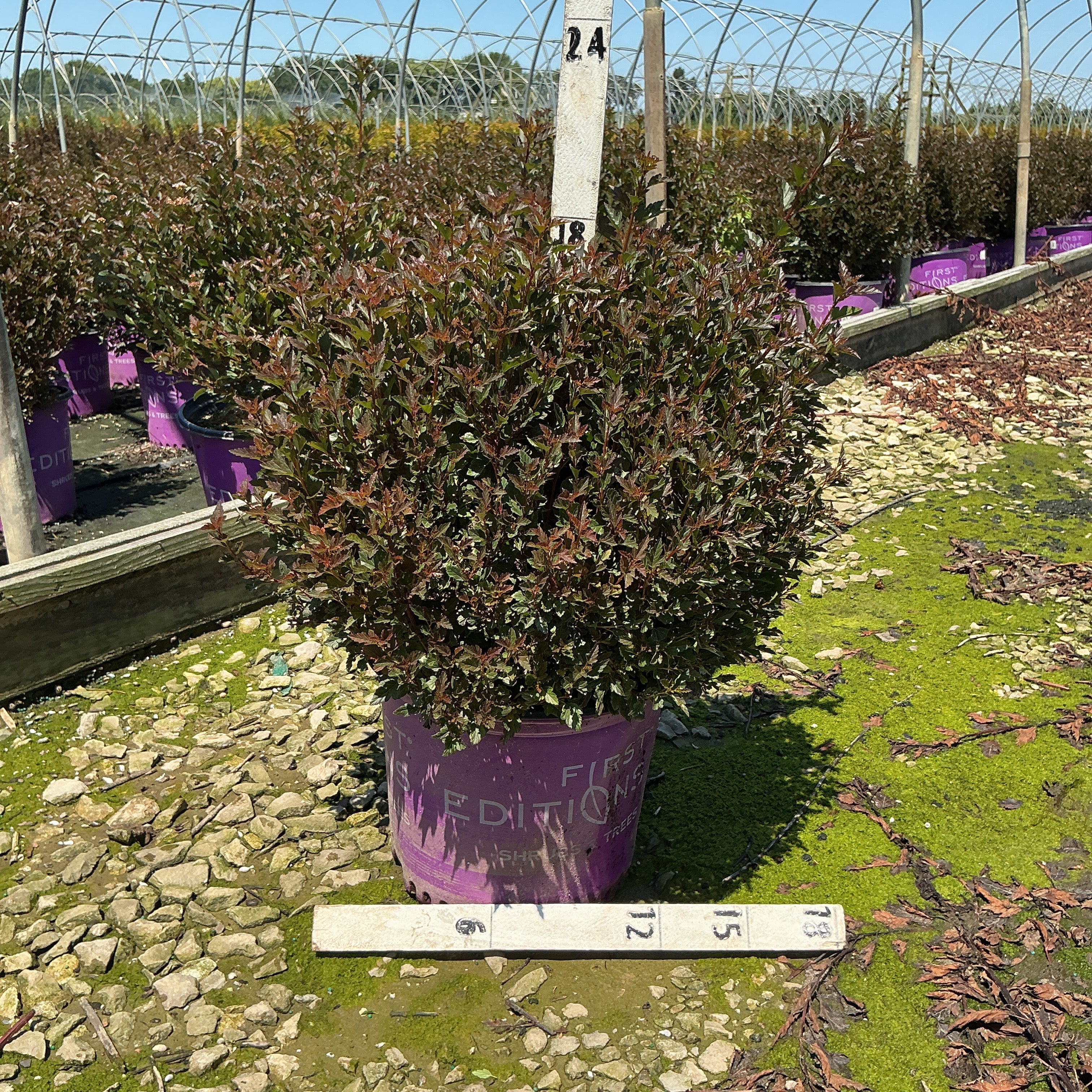 Little Devil Ninebark shrub in a #3 container showing dense burgundy foliage at a nursery growing facility.