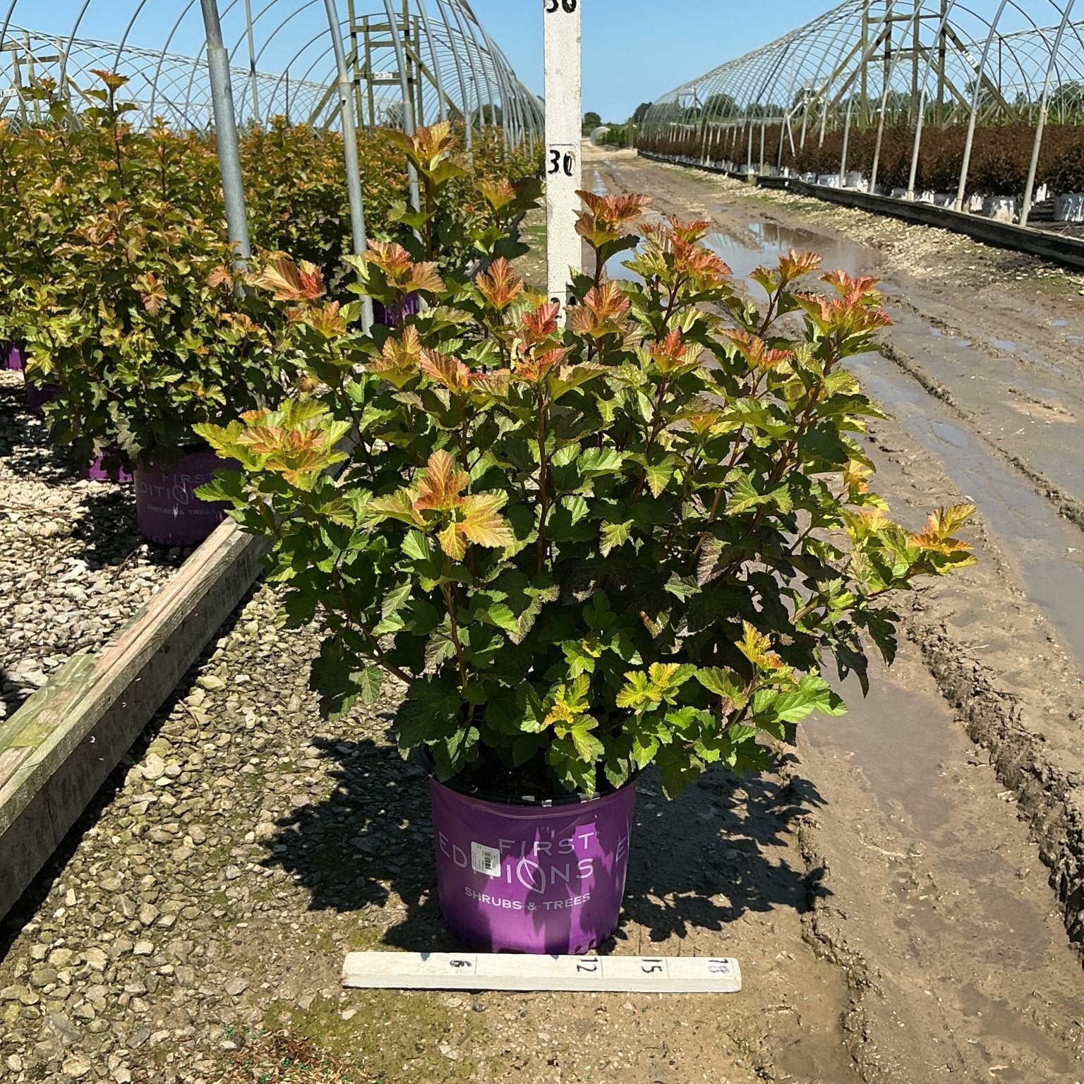 Amber Jubilee Ninebark shrub in a purple First Editions container at a nursery, showing vibrant multi-toned foliage.