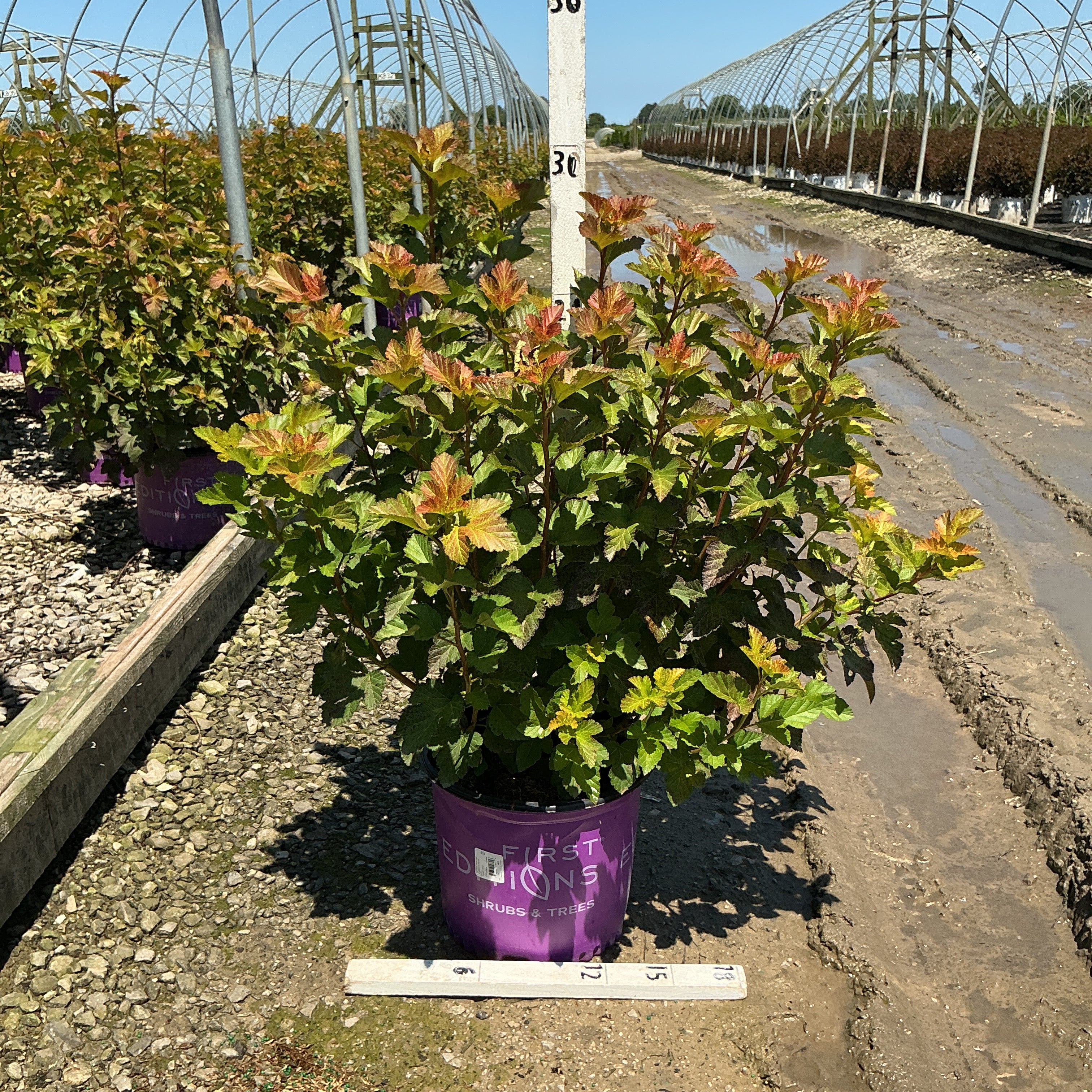 Amber Jubilee Ninebark shrub in a purple First Editions container at a nursery, showing vibrant multi-toned foliage.