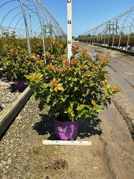 Amber Jubilee Ninebark shrub in a purple First Editions container at a nursery, showing vibrant multi-toned foliage.
