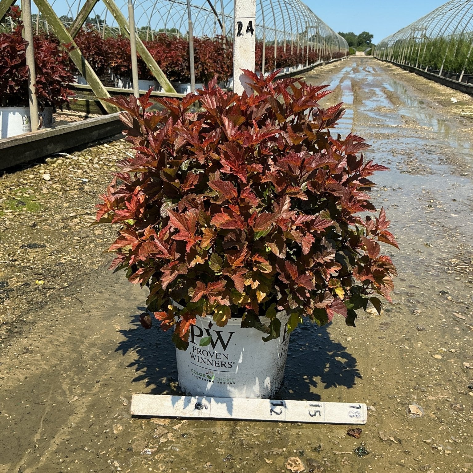 Ginger Wine Ninebark shrub with deep burgundy-red foliage growing in a Proven Winners #3 container at a nursery.