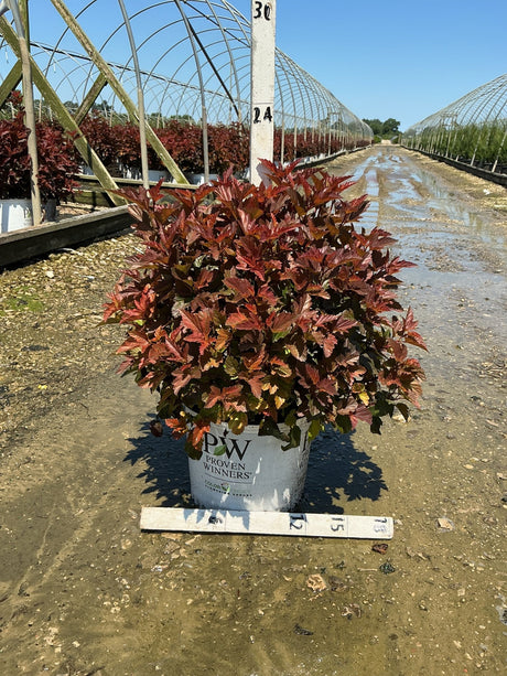 Ginger Wine Ninebark shrub with deep burgundy-red foliage growing in a Proven Winners #3 container at a nursery.