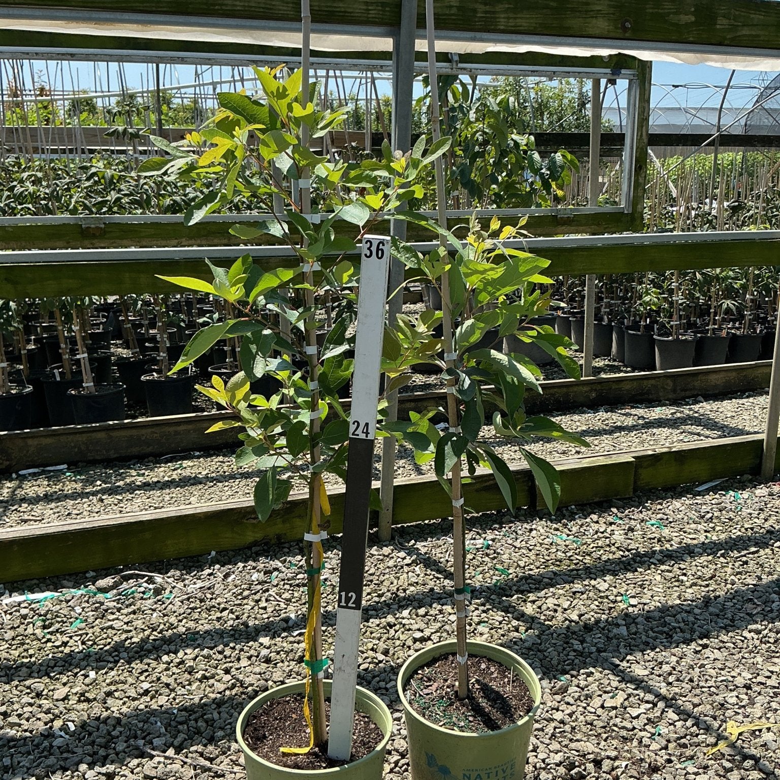 Two young Sassafras trees in #3 containers staked with measuring poles at a native plant nursery greenhouse.