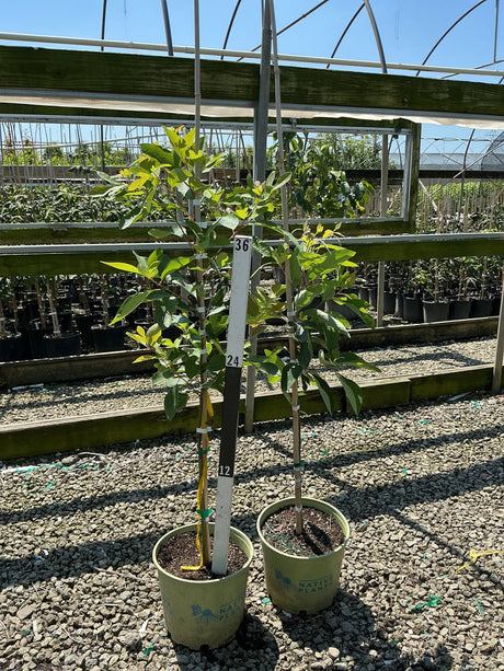 Two young Sassafras trees in #3 containers staked with measuring poles at a native plant nursery greenhouse.