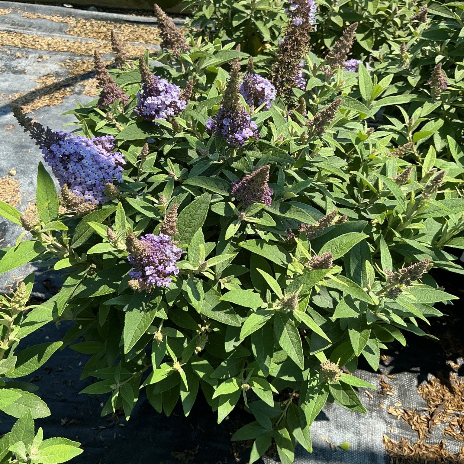 Butterfly Candy Lil' Lavender Butterfly Bush covered in purple-lavender cone-shaped flower spikes in a nursery setting.