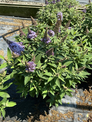 Butterfly Candy Lil' Lavender Butterfly Bush covered in purple-lavender cone-shaped flower spikes in a nursery setting.