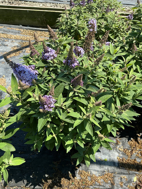 Butterfly Candy Lil' Lavender Butterfly Bush covered in purple-lavender cone-shaped flower spikes in a nursery setting.