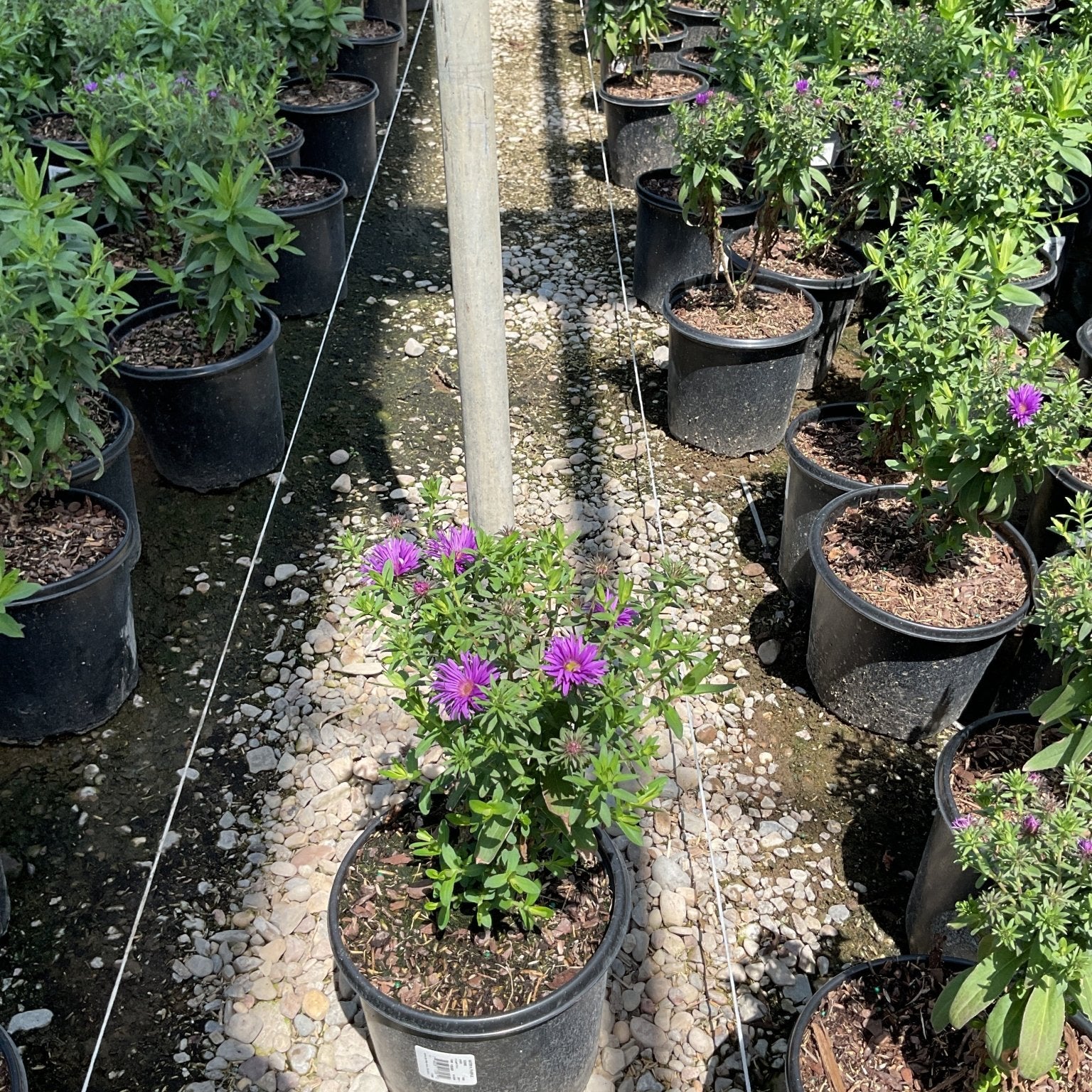 Purple Dome New England Aster in a #1 container showing vivid purple daisy-like blooms at a nursery.