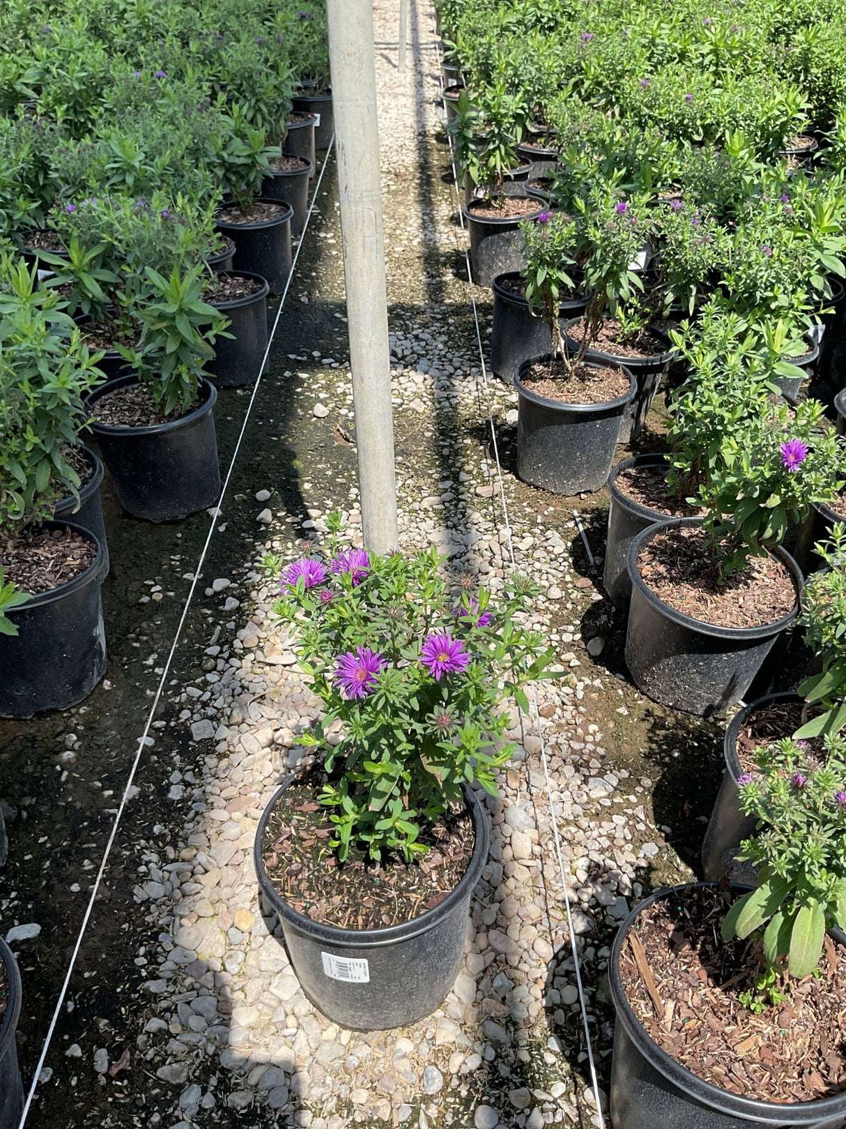 Purple Dome New England Aster in a #1 container showing vivid purple daisy-like blooms at a nursery.