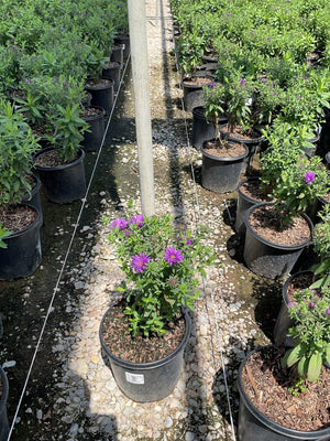 Purple Dome New England Aster in a #1 container showing vivid purple daisy-like blooms at a nursery.