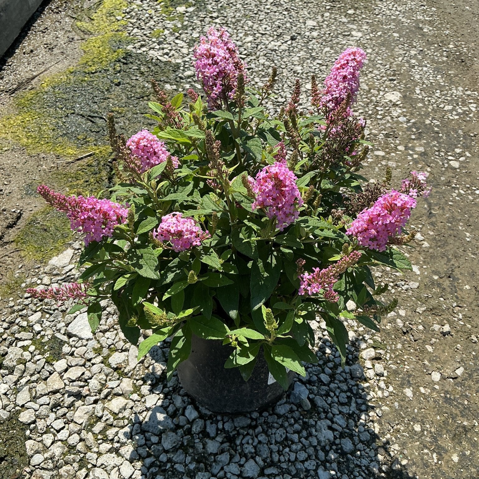Lil' Taffy Butterfly Bush in a nursery container covered in bright pink blooms on a gravel surface.