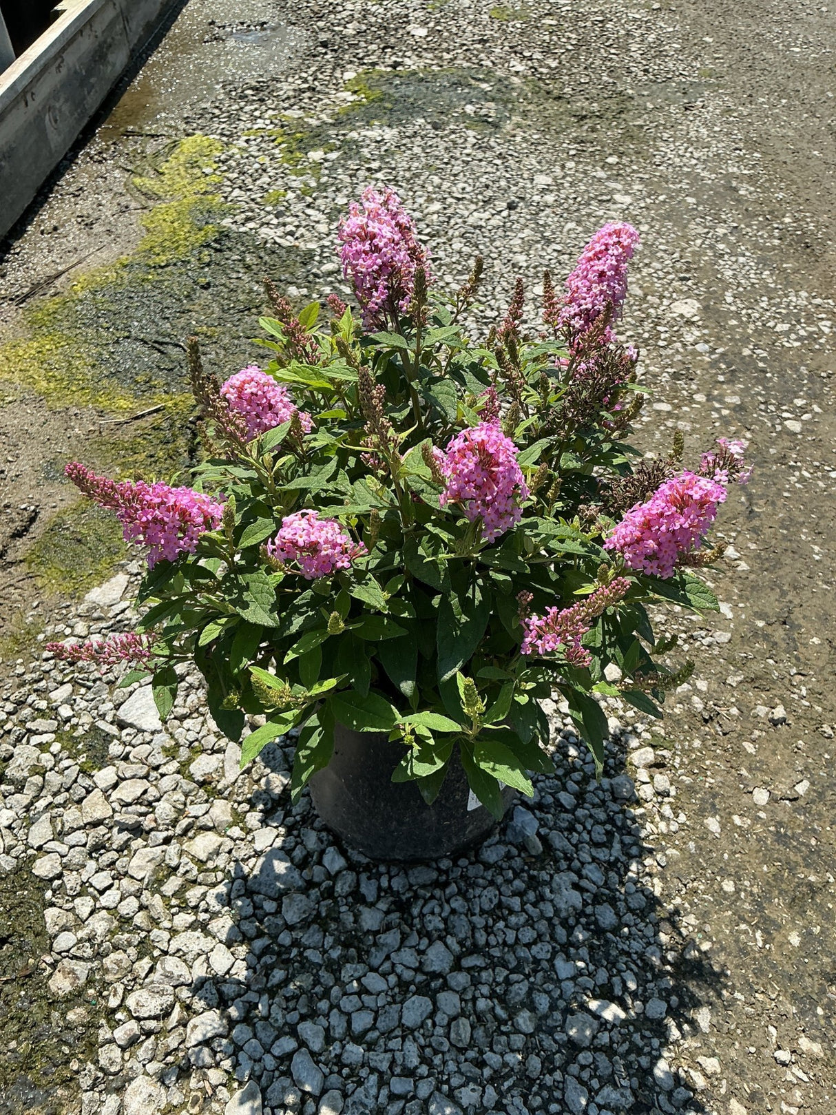 Lil' Taffy Butterfly Bush in a nursery container covered in bright pink blooms on a gravel surface.