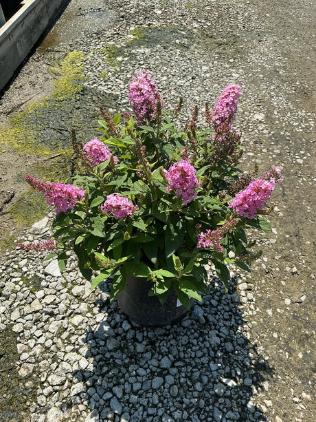 Lil' Taffy Butterfly Bush in a nursery container covered in bright pink blooms on a gravel surface.
