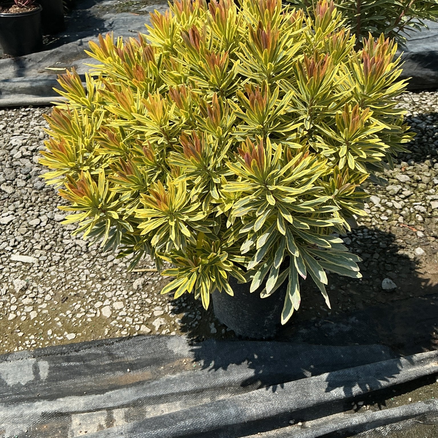 Ascot Rainbow Spurge in a nursery container displaying vibrant yellow-green variegated foliage with reddish new growth tips.