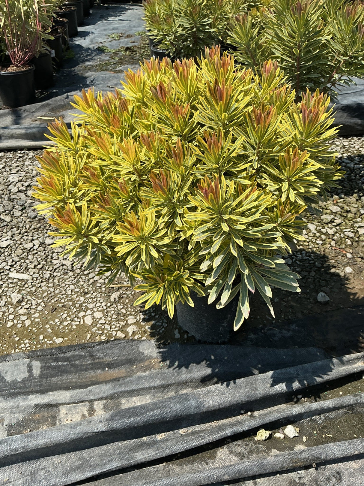 Ascot Rainbow Spurge in a nursery container displaying vibrant yellow-green variegated foliage with reddish new growth tips.
