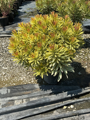 Ascot Rainbow Spurge in a nursery container displaying vibrant yellow-green variegated foliage with reddish new growth tips.