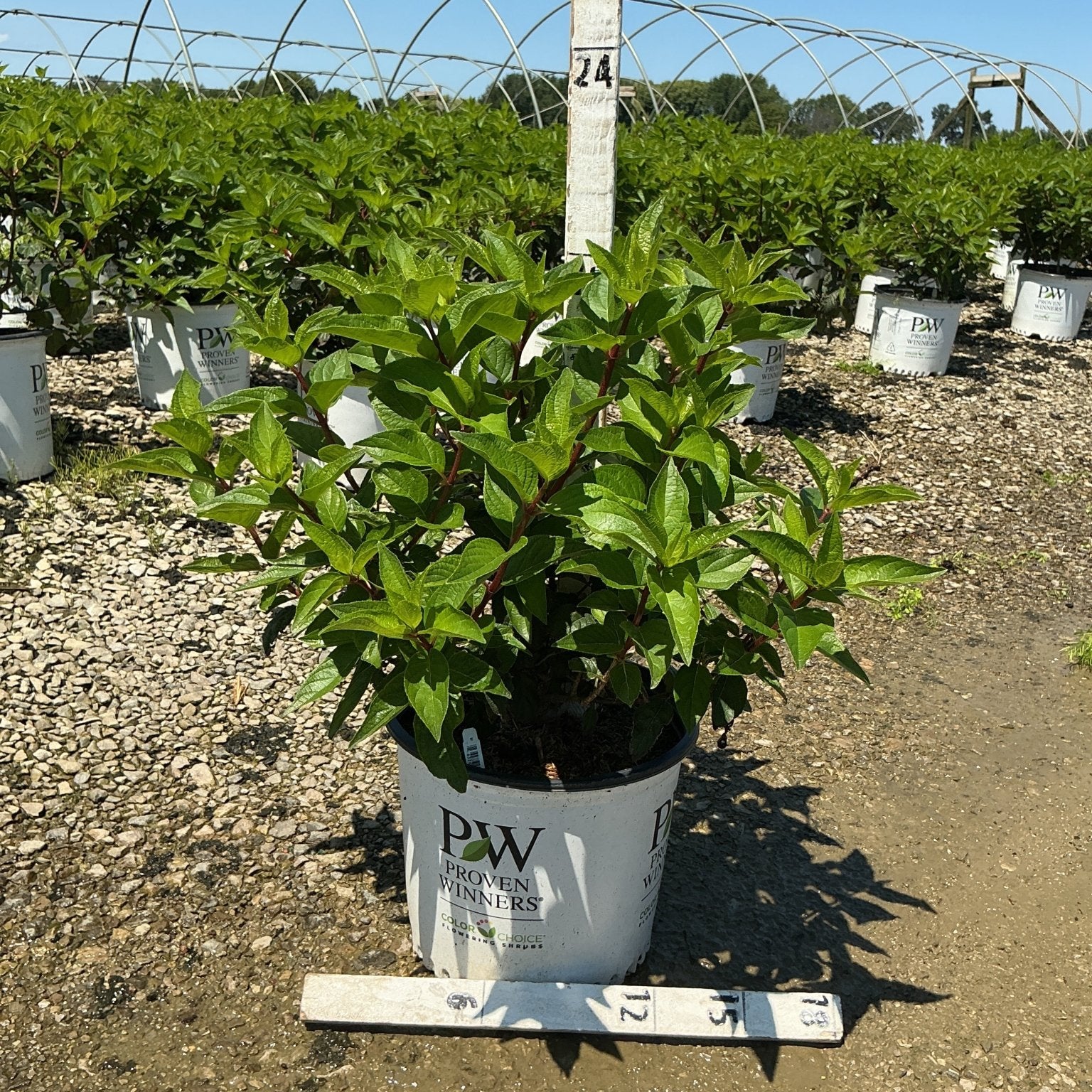 Pinky Winky Panicle Hydrangea shrub in a Proven Winners #3 container at a nursery growing field.