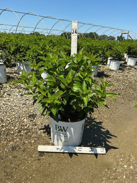 Pinky Winky Panicle Hydrangea shrub in a Proven Winners #3 container at a nursery growing field.