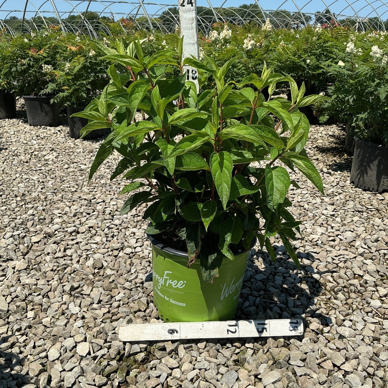 WorryFree Love-A-Lot Pink Hydrangea Tree in a green nursery container on gravel, showing lush green foliage before bloom.