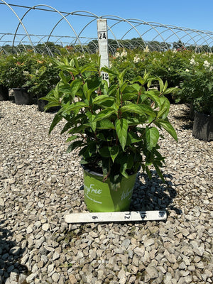 WorryFree Love-A-Lot Pink Hydrangea Tree in a green nursery container on gravel, showing lush green foliage before bloom.