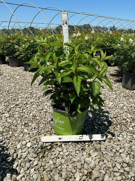WorryFree Love-A-Lot Pink Hydrangea Tree in a green nursery container on gravel, showing lush green foliage before bloom.