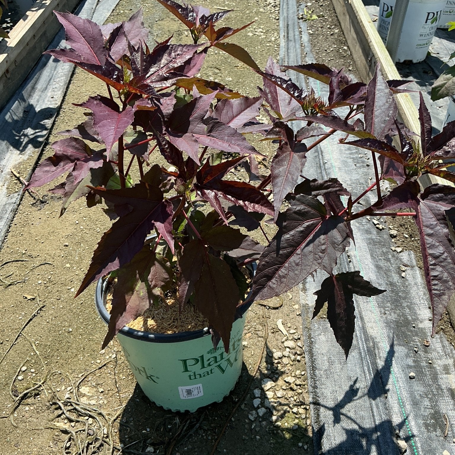 Midnight Marvel Hardy Hibiscus in a #2 container displaying deep burgundy-purple foliage at a nursery greenhouse.