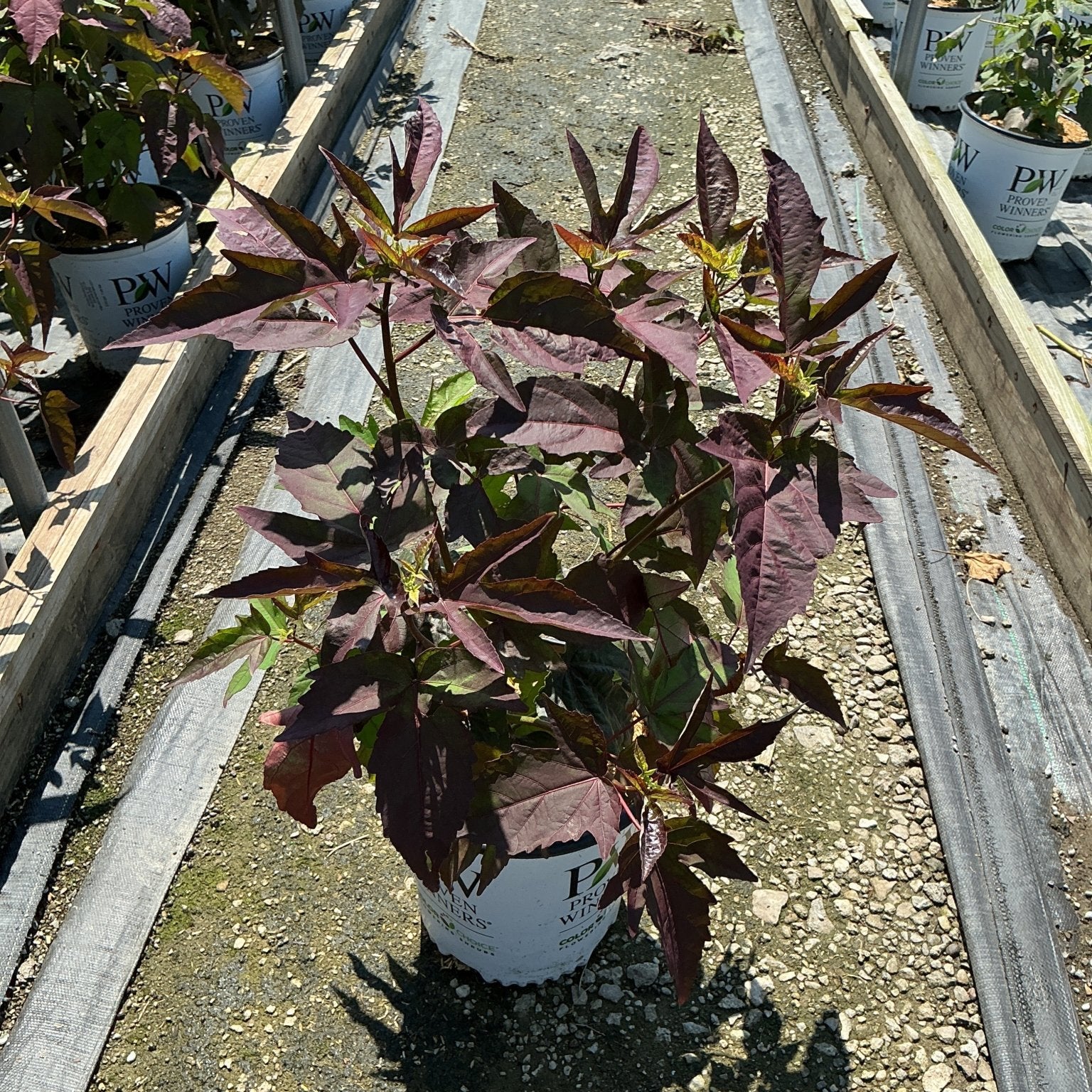 Hibiscus moscheutos Cherry Choco Latte in a Proven Winners #2 container showing deep burgundy foliage in a nursery row.