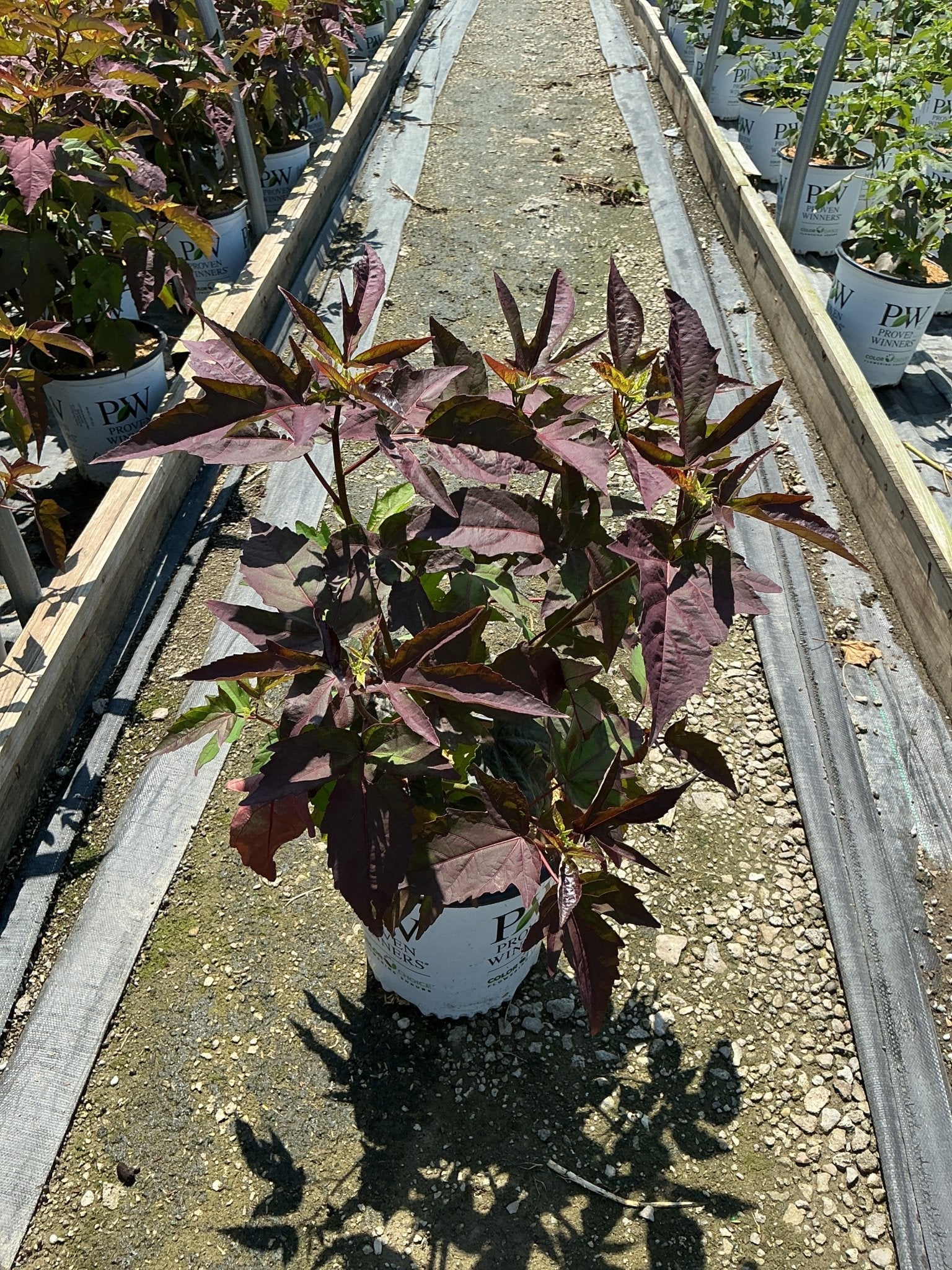 Hibiscus moscheutos Cherry Choco Latte in a Proven Winners #2 container showing deep burgundy foliage in a nursery row.