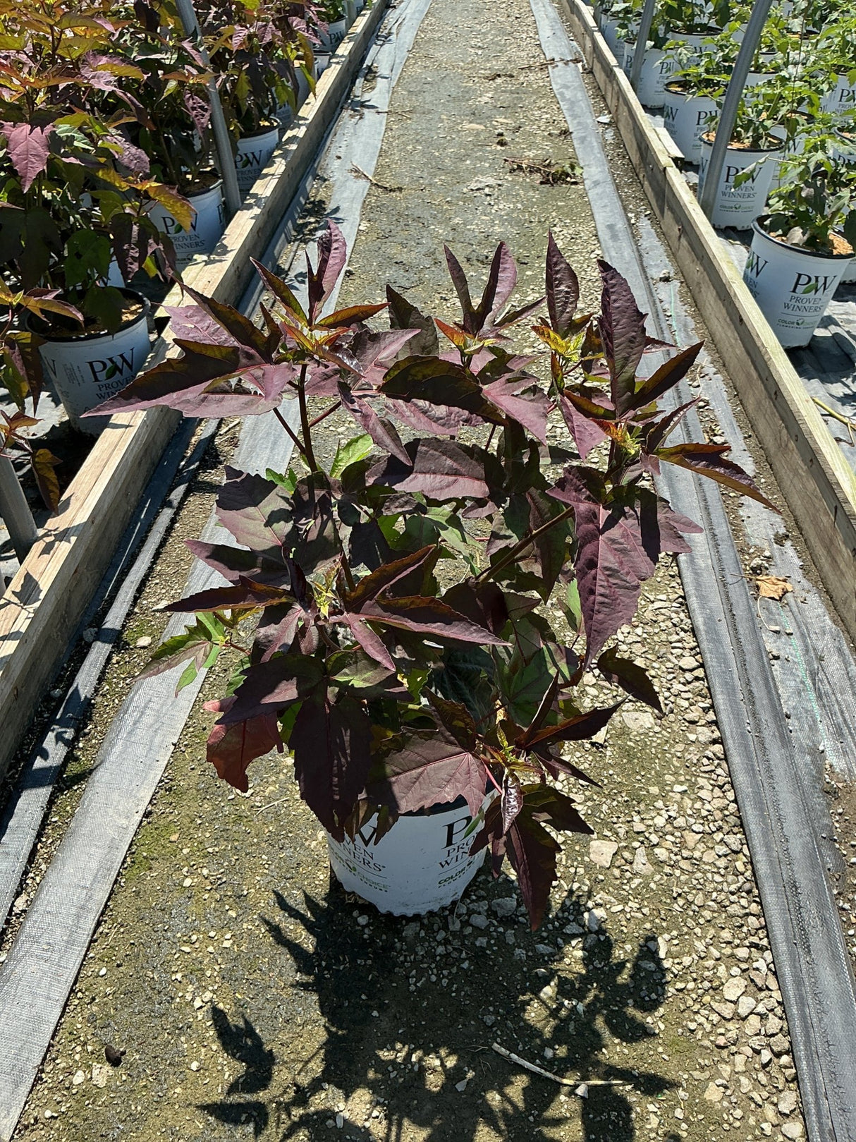 Hibiscus moscheutos Cherry Choco Latte in a Proven Winners #2 container showing deep burgundy foliage in a nursery row.