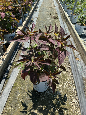 Hibiscus moscheutos Cherry Choco Latte in a Proven Winners #2 container showing deep burgundy foliage in a nursery row.