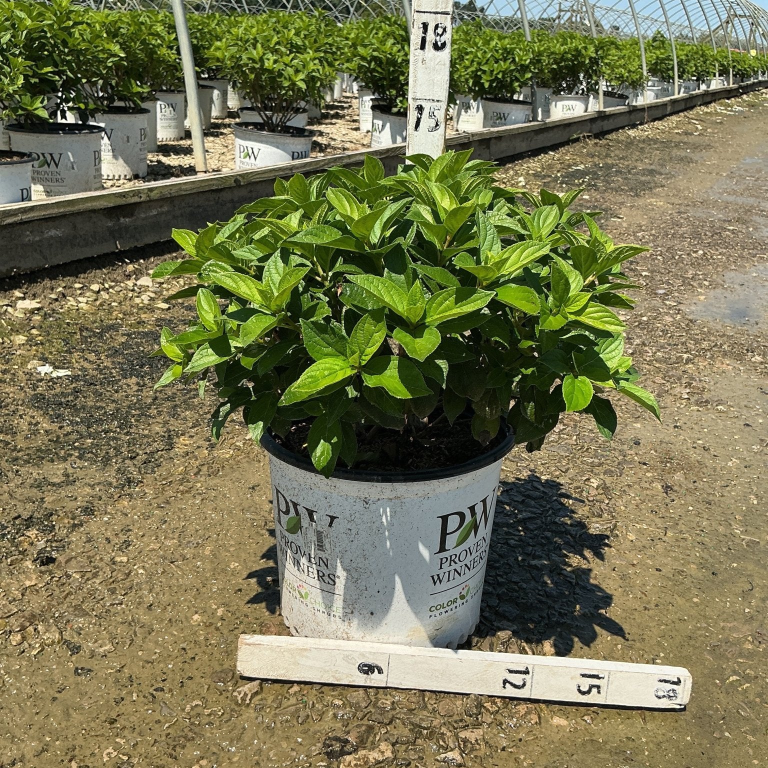 Little Lime Punch Panicle Hydrangea in a #3 Proven Winners container at a nursery greenhouse, showing lush green foliage.