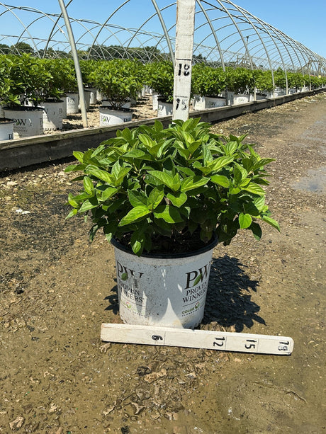 Little Lime Punch Panicle Hydrangea in a #3 Proven Winners container at a nursery greenhouse, showing lush green foliage.