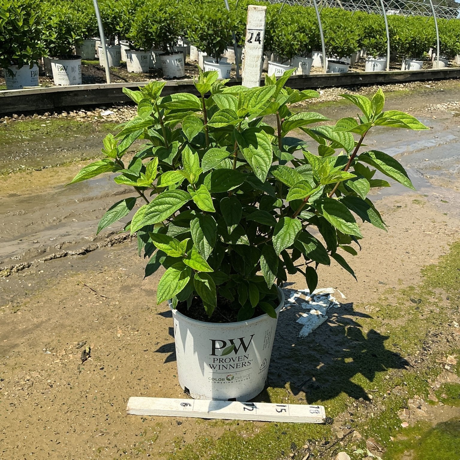 Fire Light Panicle Hydrangea in a Proven Winners #3 container showing lush green foliage at a nursery growing facility.