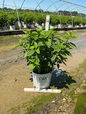 Fire Light Panicle Hydrangea in a Proven Winners #3 container showing lush green foliage at a nursery growing facility.